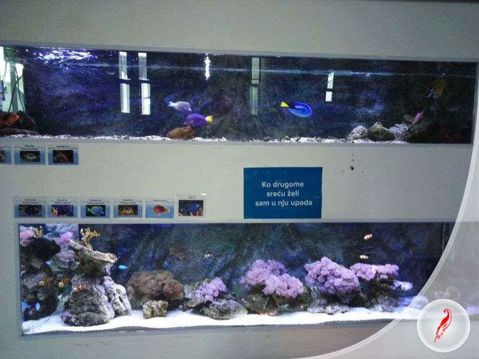Poseta Javnom akvarijumu i tropikarijumu